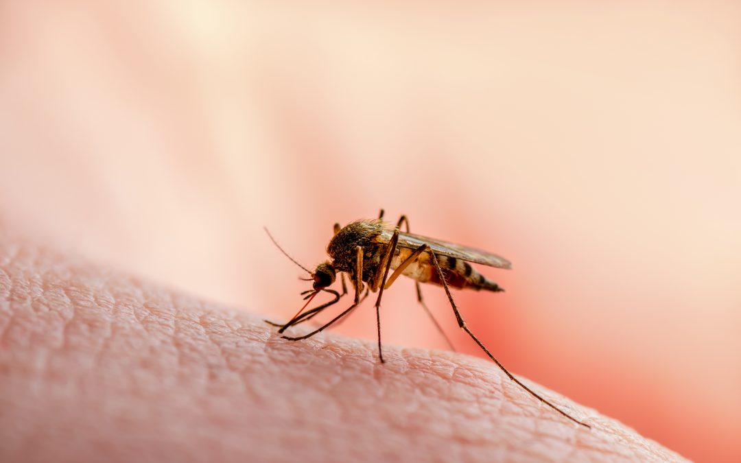 Kako se zaštititi od komaraca
